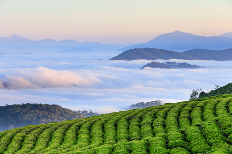 Ngày mới trên đồi trà