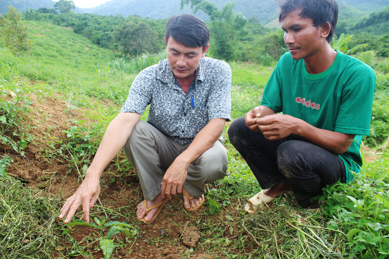 Nông dân xã Đạ Rsal được hướng dẫn để tái canh cà phê