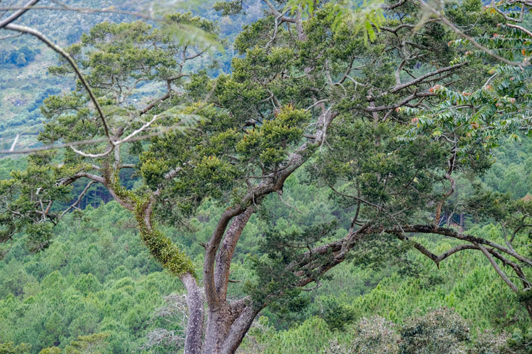 Cần bảo vệ quần thể du sam quý hiếm