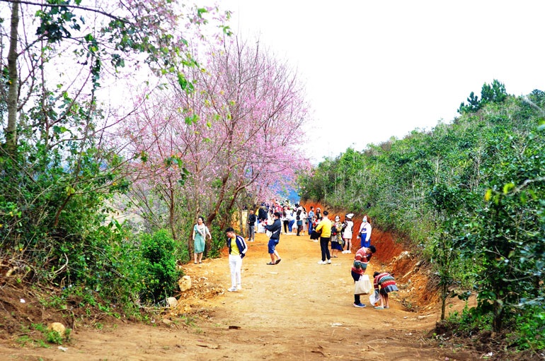 Những ngày qua, có hàng ngàn du khách đổ về rừng mai anh đào để tham quan, chụp ảnh, khiến cho dịch vụ vận chuyển du khách nở rộ, tiềm ẩn rất nhiều nguy cơ mất an toàn