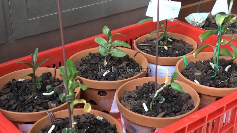 Tang vật là những giò lan đột biến được công an thu giữ