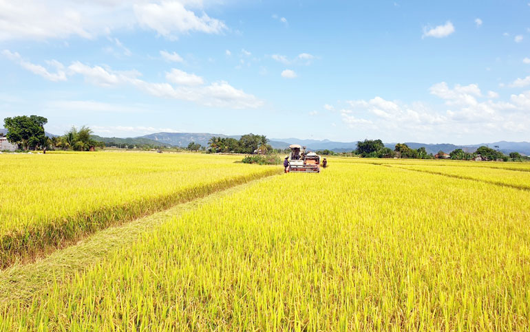 Công nhận huyện Đạ Tẻh đạt chuẩn nông thôn mới