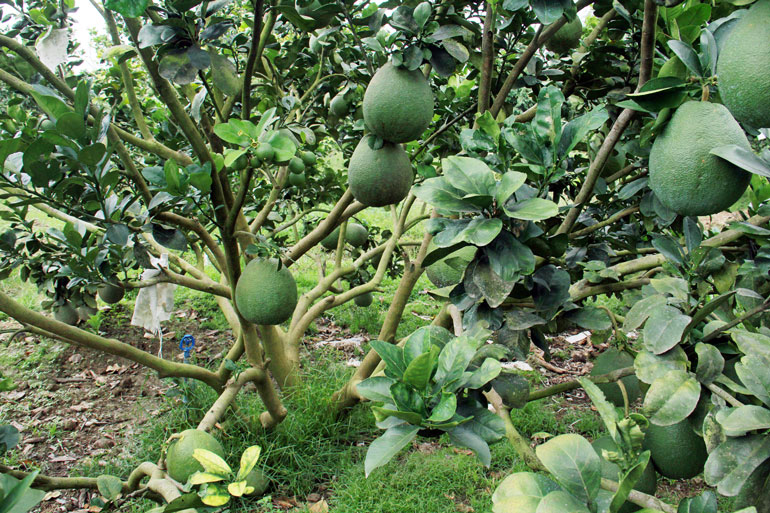 Bưởi da xanh thu hoạch quanh năm.