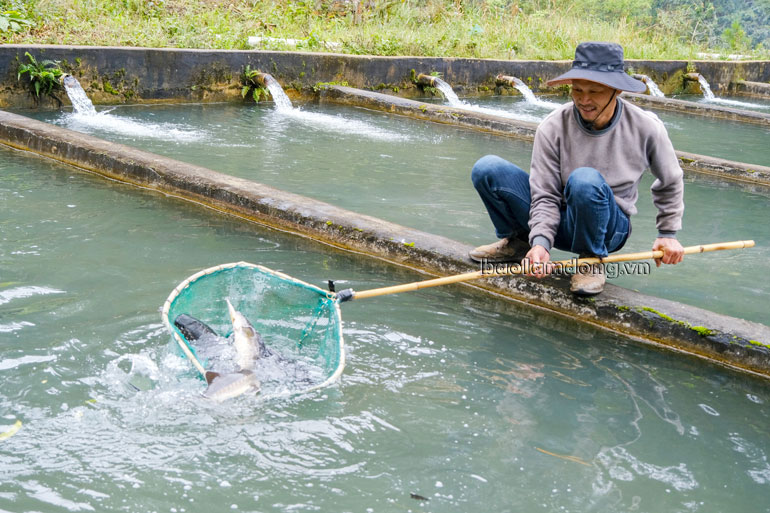 Kiểm tra thông tin người dân lao đao vì cá tầm nhập lậu