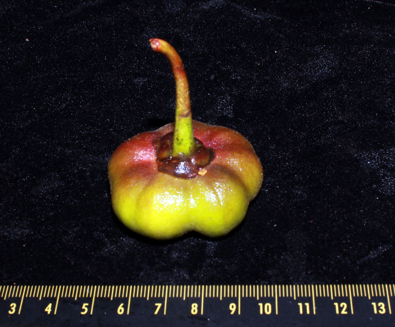 Quả Camellia langbianensis