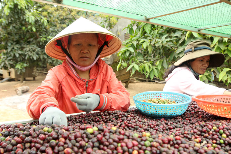 Hạt cà phê của những người phụ nữ K'Ho