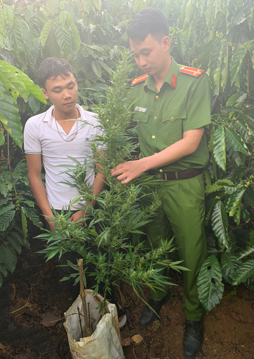 Liên tiếp phát hiện nhiều vụ trồng cây cần sa trái phép trong vườn nhà