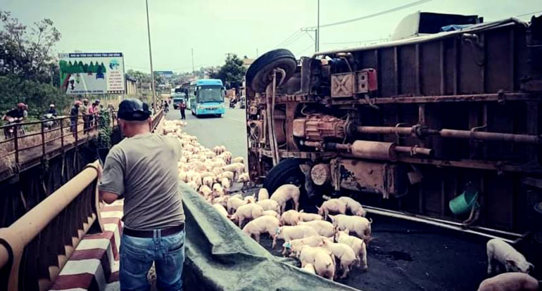Lật xe tải ở cầu Minh Rồng, hàng trăm con heo tràn ra đường