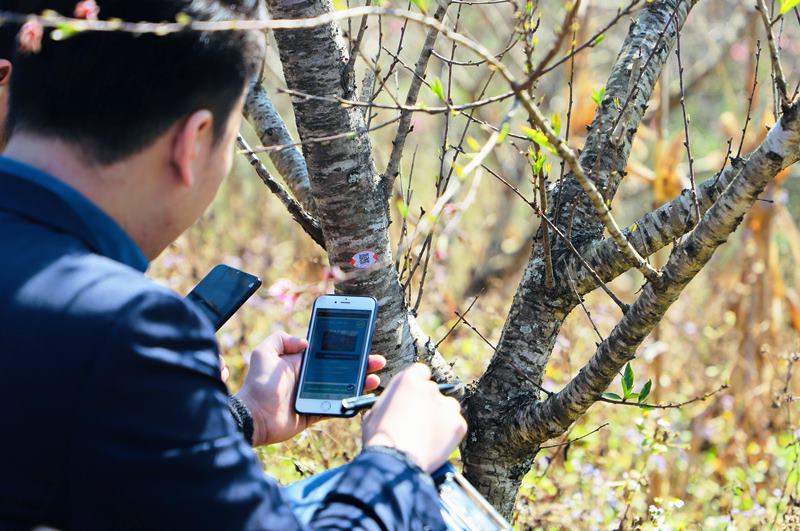 Sẵn sàng kích hoạt tem truy xuất nguồn gốc đào Sơn La