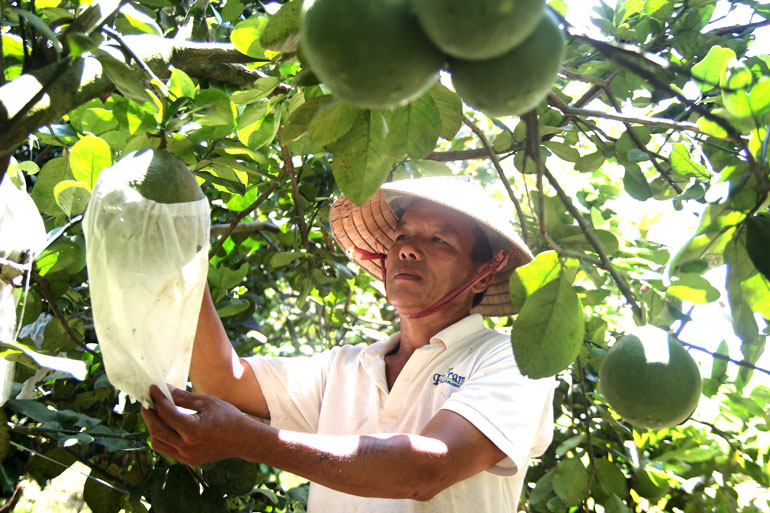 Nông thôn mới nơi cây trái ngọt lành