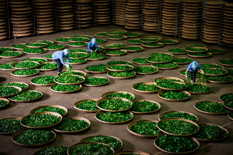 Trà cao cấp Oolong