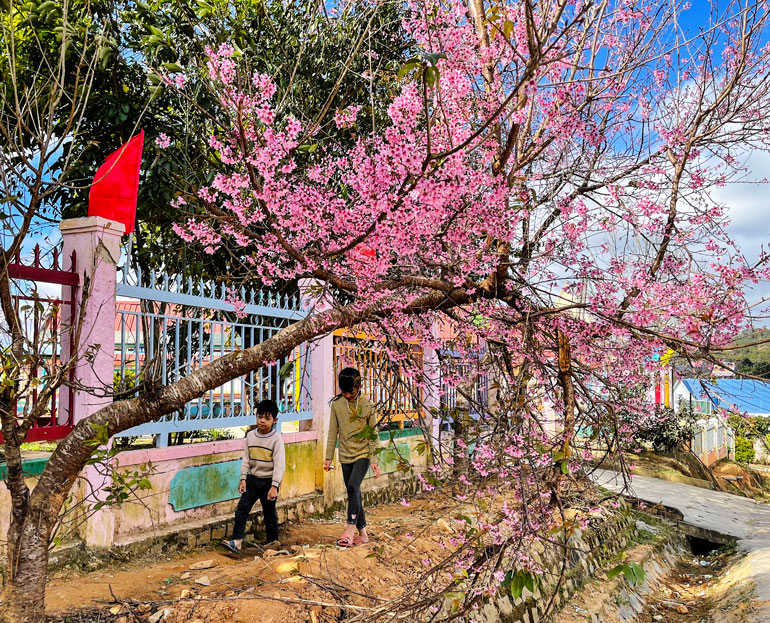 Ở buôn làng Đa Nhim, Long Lanh..., mai anh đào có một vẻ đẹp rất giản dị mà vô cùng đáng yêu. Mai anh đào cứ hồn nhiên thả dáng ở bất cứ đâu, góc vườn, hàng rào...