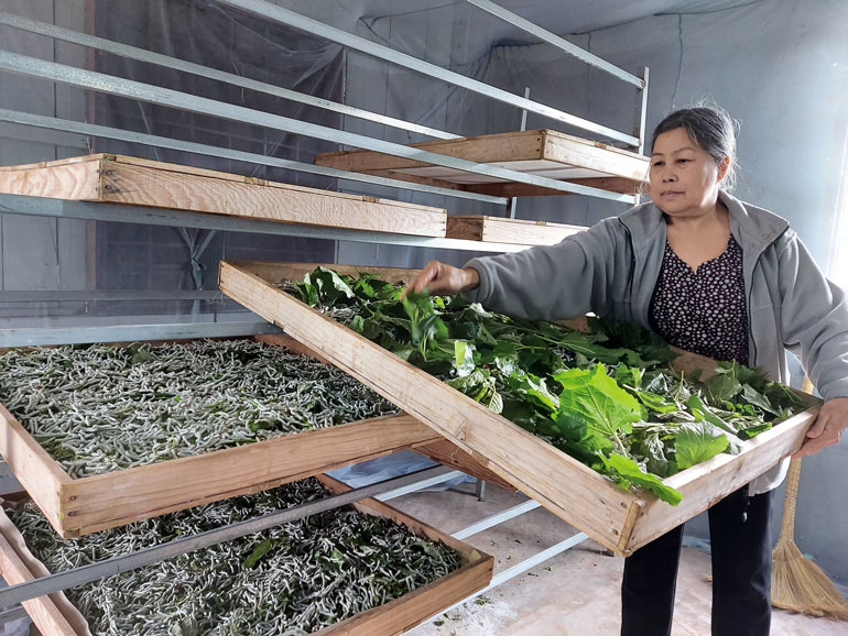 Hiệu quả từ tổ hợp tác trồng dâu nuôi tằm của phụ nữ