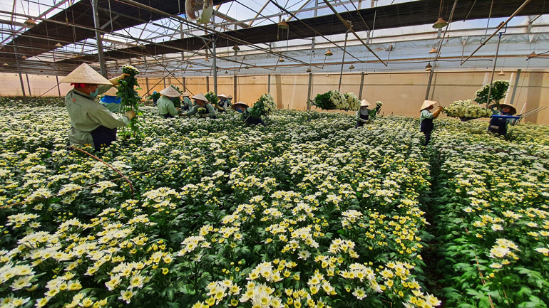 Lao động làm việc tại Công ty Đà Lạt Hasfarm