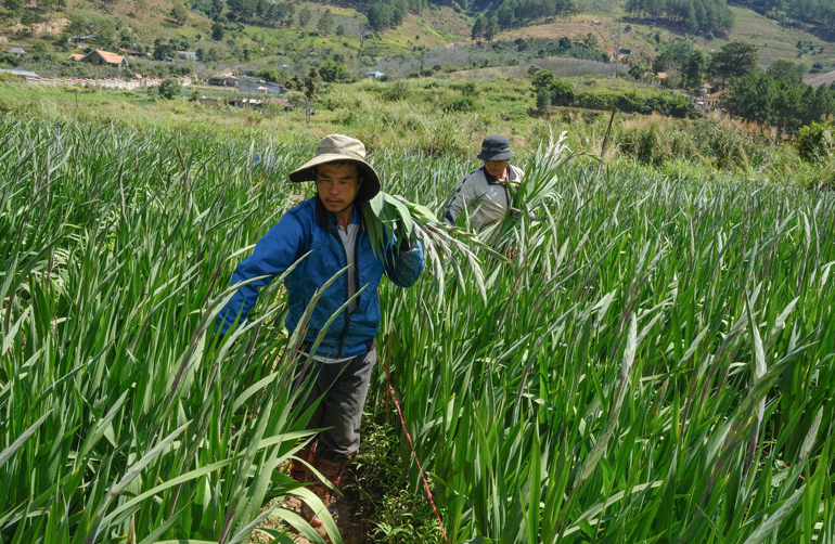 Người trồng hoa lo âu ngày giáp tết