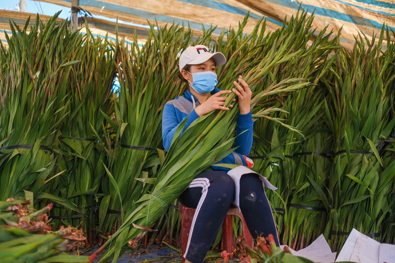 Số vựa thu mua từ người dân giá sỉ khoảng trên dưới 15.000 đồng/bó nhưng chỉ mua cầm chừng. Sau đó, các vựa phân loại, đóng gói, phân phối đi các tỉnh, thành trong cả nước