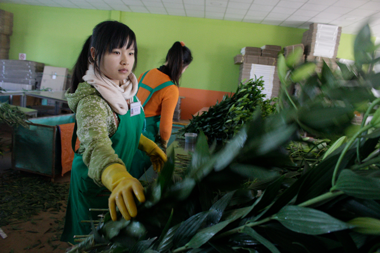 Người dân và doanh nghiệp thu mua hoa lily cũng đang thấp thỏm vì giá loại hoa này đang gặp rủi ro cao do tình hình dịch bệnh Covid-19 diễn biến phức tạp
