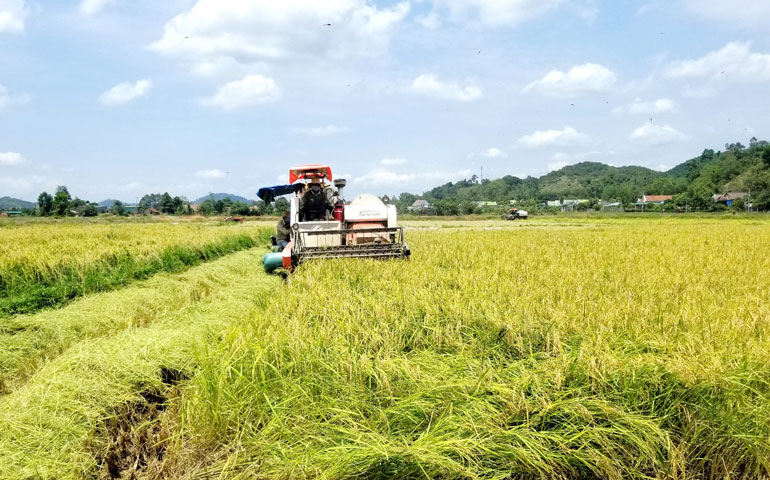 Bà con nông dân thị trấn Đạ Tẻh và xã Đạ Kho (huyện Đạ Tẻh) thu hoạch lúa ST24