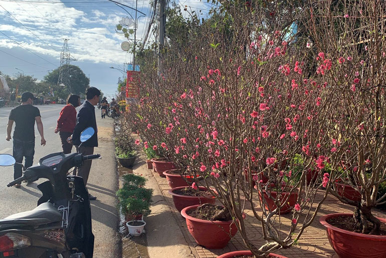 Đào ghép, đào trồng hạt sản xuất trên địa bàn huyện Đức Trọng