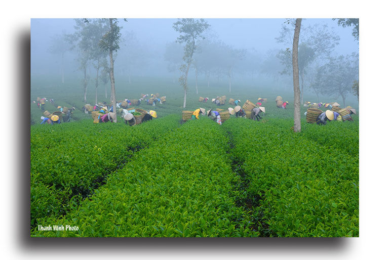 Niềm vui trên nương chè B’Lao