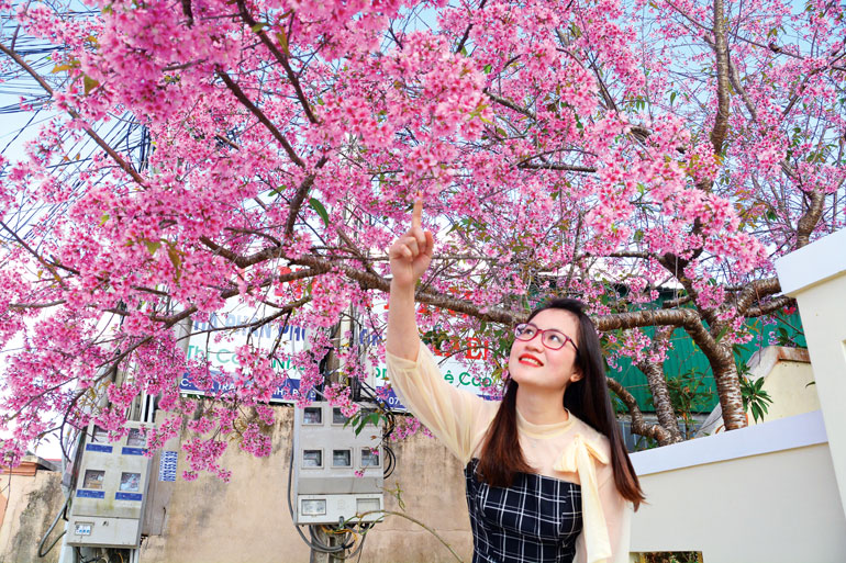 Mùa hoa mai anh đào thực sự trở thành những ngày hội ở Đà Lạt