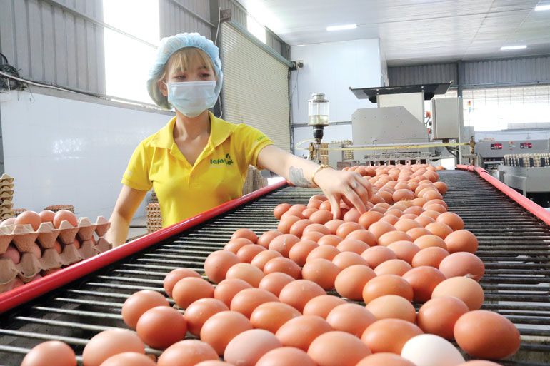 Công nhân làm việc ở nhà máy trứng. Ảnh: NVCC