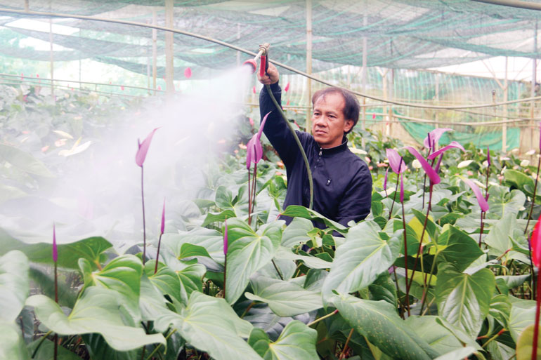 Bỏ phố thị về miền cao xanh