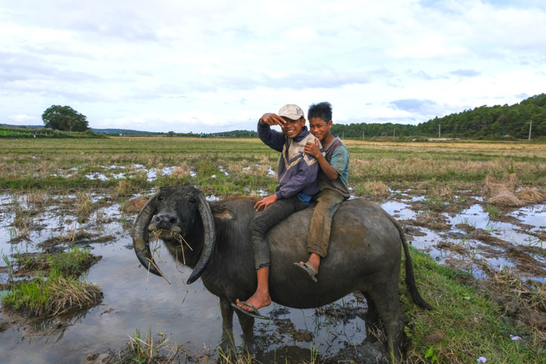 “Mục đồng” K’ Đại (ngồi sau) và K’Mi đùa vui cưỡi trâu ra cánh đồng những ngày cuối năm