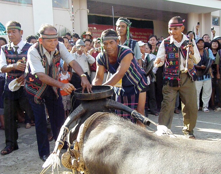 Thần Chiêng (Yàng Cin) chứng nhận sứ giả hiến sinh (con trâu)