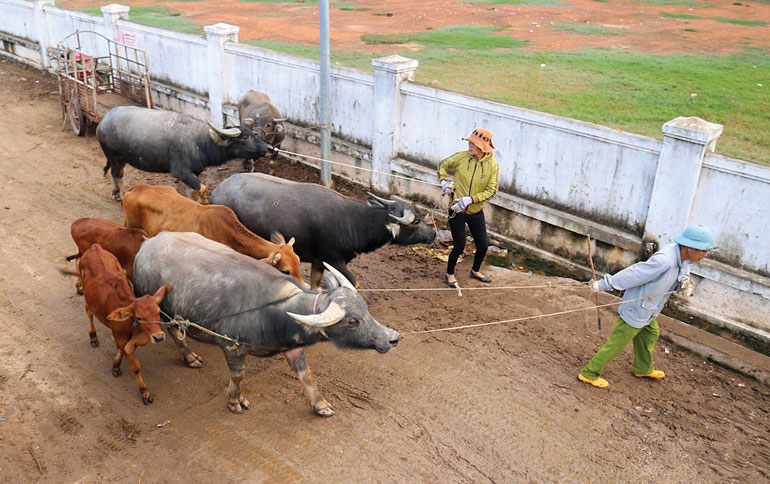 Độc đáo những phiên chợ trâu
