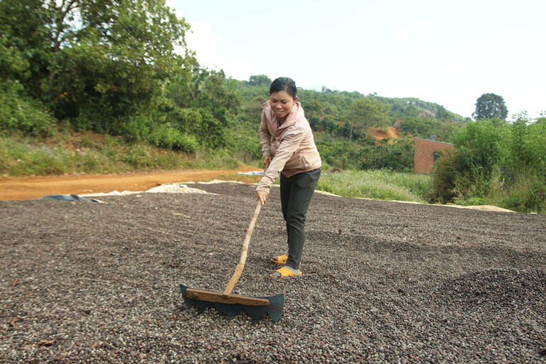 Mùa này, trước mỗi sân nhà ở thôn Tôn K’Long đều phơi đầy cà phê