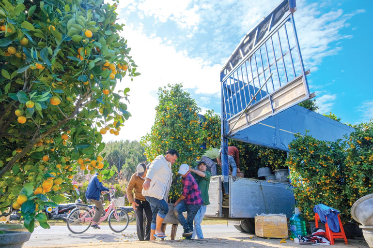 Hoa tết tấp nập xuống phố Đà Lạt Tết Tân Sửu 2021