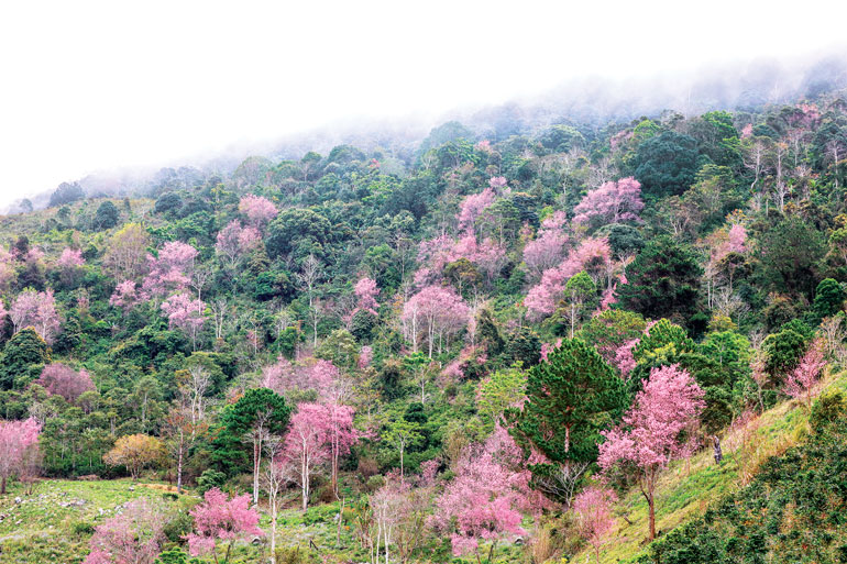 Mộng đào nguyên