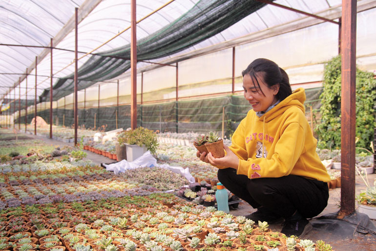 Lên núi trồng sen đá