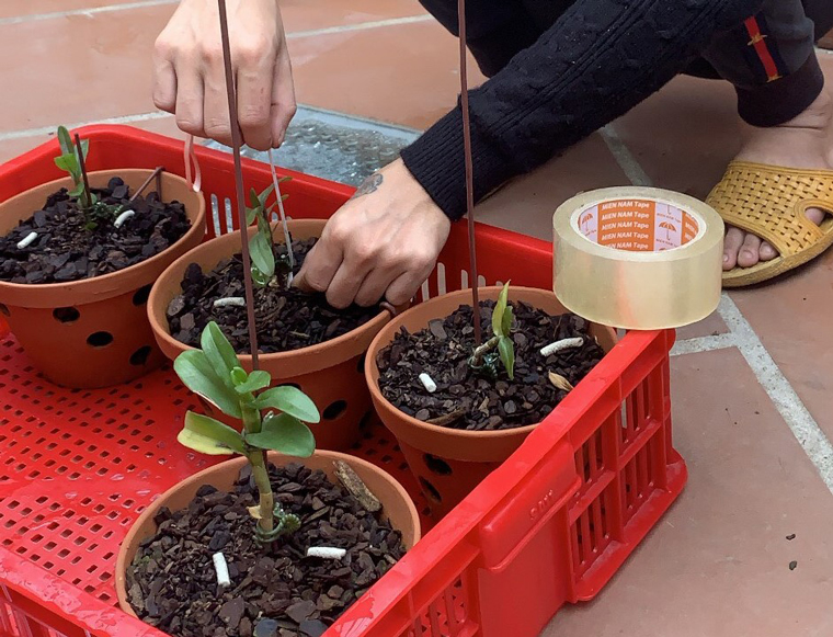 Khởi tố, bắt giam 5 đối tượng trộm lan đột biến