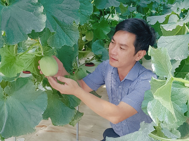 Lâm Hà: Trồng dưa lưới thủy canh hồi lưu
