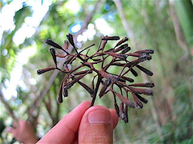 Loài cây chuyên bắt chim để biến xác phân hủy thành phân bón