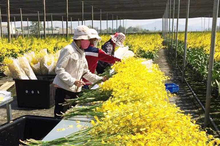 Sản xuất Lan vũ nữ hướng tới xuất khẩu