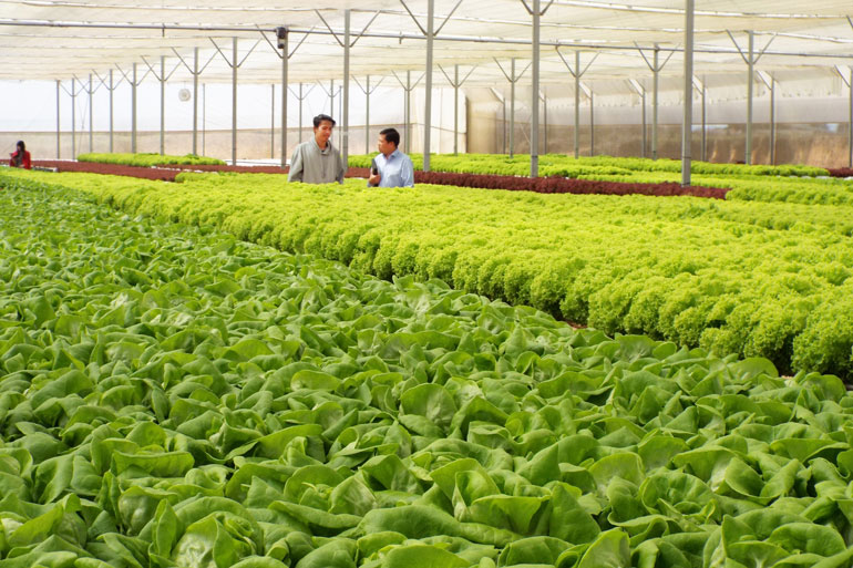Đẩy mạnh ứng dụng công nghệ 4.0 trong phát triển nông nghiệp