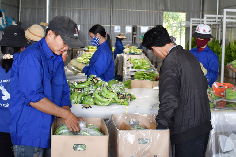 Bảo quản an toàn cho rau sau thu hoạch