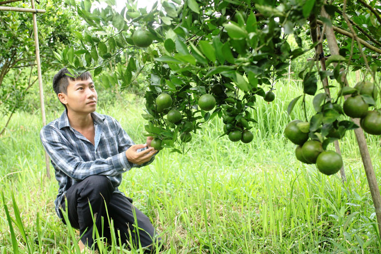 Gió mát dưới chân đồi Trầm