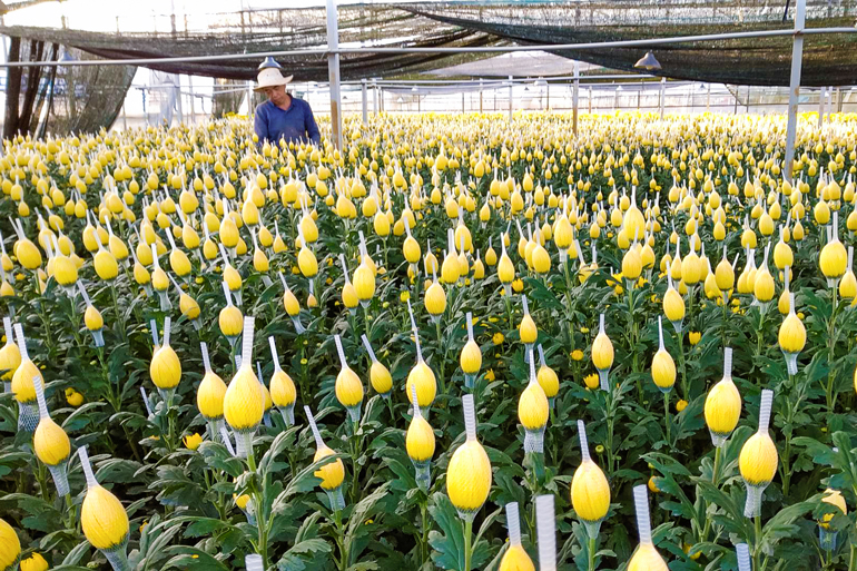 Nghề trồng hoa góp phần nâng cao thu nhập cho người dân