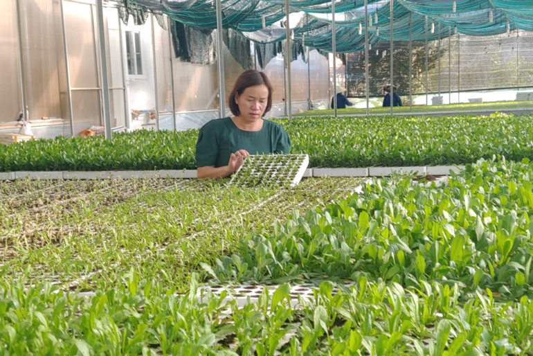 Sản xuất cây giống tại Hợp tác xã An Thủy (Đà Lạt). Ảnh: Q.U
