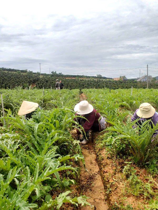 Nỗ lực xóa nghèo ở Đạ Sar