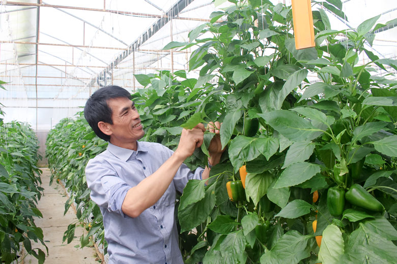 Nông dân Đức Trọng làm theo lời Bác