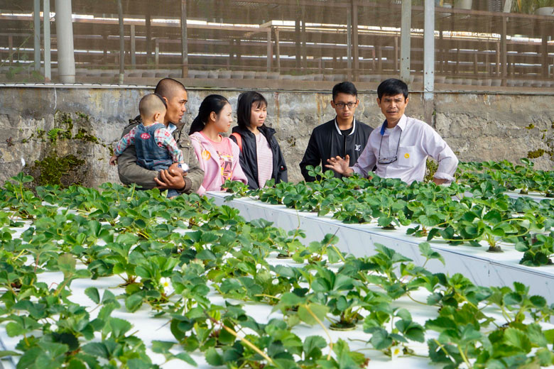 Ngoài thưởng thức và trải nghiệm, du khách còn có thể tìm hiểu các mô hình canh nông…