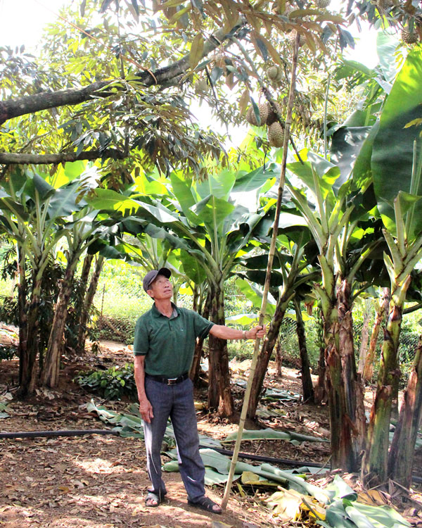 Cựu chiến binh phát triển kinh tế với mô hình đa canh