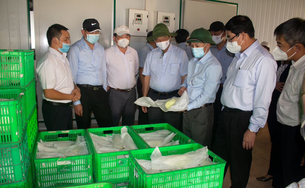 Thường trực Tỉnh ủy kiểm tra, khảo sát tại Đơn Dương