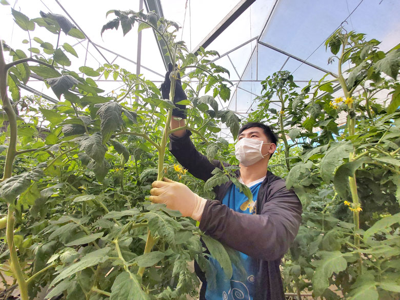 Ổn định đầu ra cho rau sạch nhờ liên kết tiêu thụ