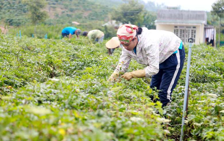 Thúc đẩy phụ nữ nông thôn làm kinh tế